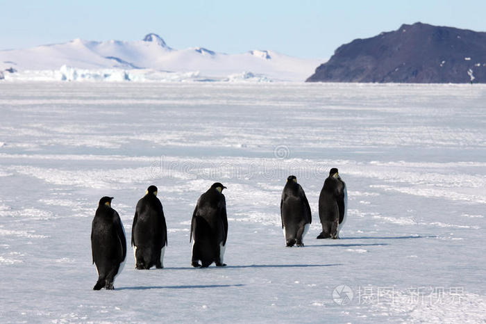 南极洲杯集团赛展开，南极企鹅队表现不俗的简单介绍